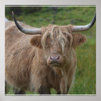 Vache de Highland Shaggy Blonde