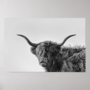 Poster Vache des hautes terres robuste en monochrome