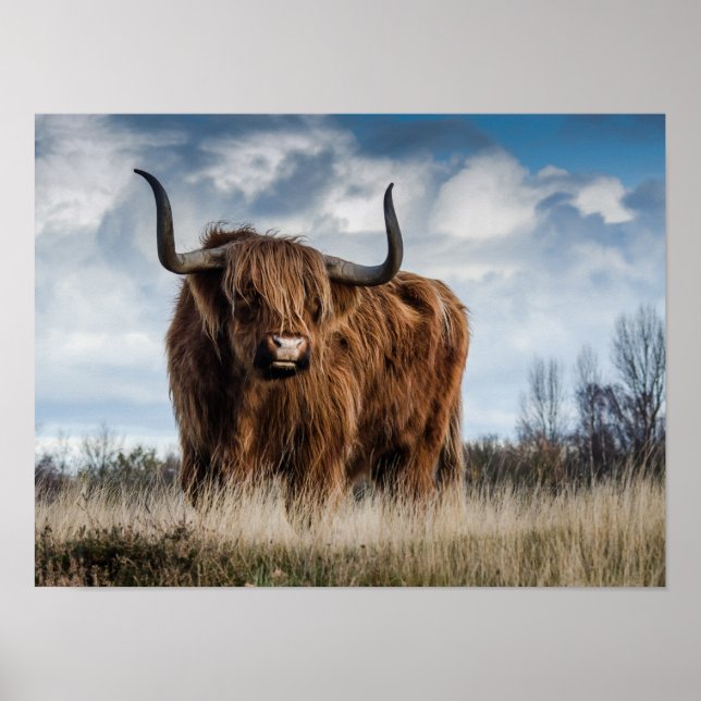 Poster Vache des Highlands écossaise (Devant)