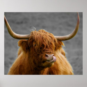 Poster Vache des Highlands Écosse Noir Blanc Rustique   