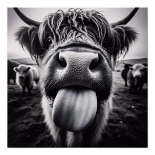 Poster Vache drôle noir et blanc