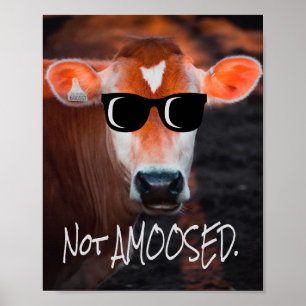Poster Vache en lunettes de soleil Pas aMOOsed mignon drô