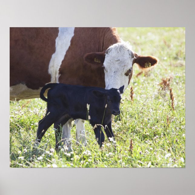 Poster Vache et veau (Devant)