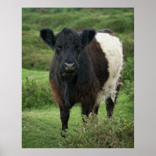 Poster Vache galloway à ceinture