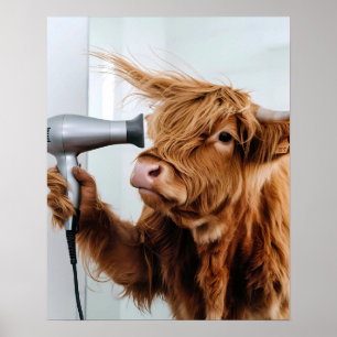 Poster Vache Highland avec sèche-cheveux Blow Sécher Sall