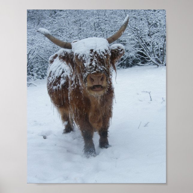 Poster Vache Highland Dans L'Affiche De Neige (Devant)