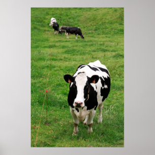 Poster Vache Holstein
