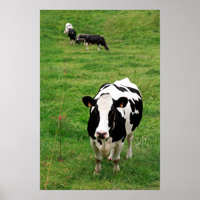 Poster Vache Holstein (Devant)