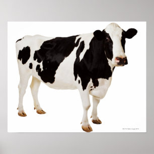 Poster Vache Holstein (Bos taurus)