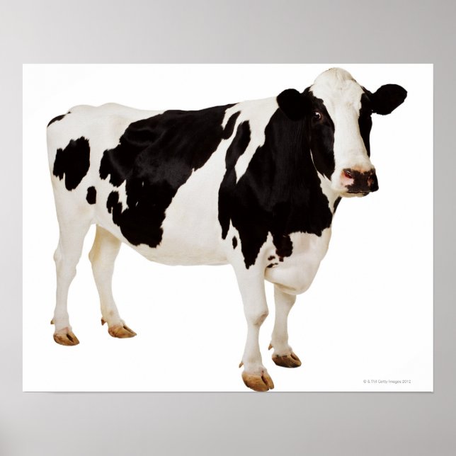 Poster Vache Holstein (Bos taurus) (Devant)