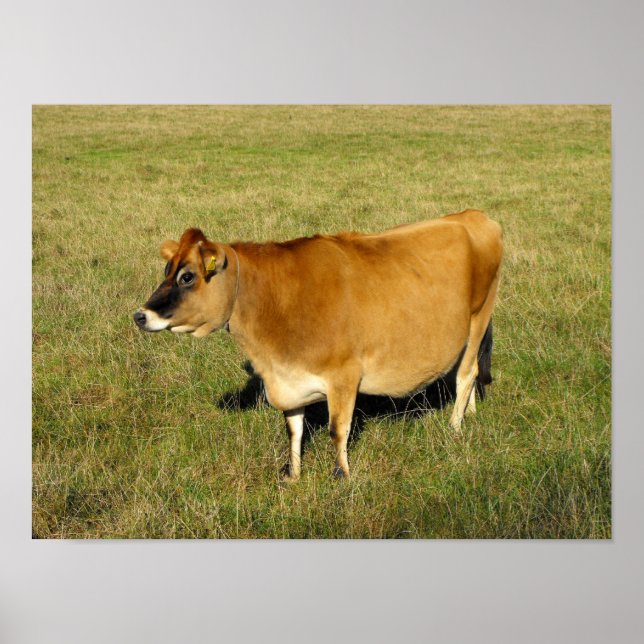 Poster Vache Jersey à Jersey (Devant)
