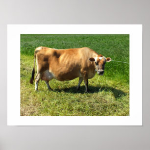Poster Vache Jersey à Jersey Channel Islands