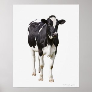Poster Vache laitière (Bos taurus) sur arrière - plan bla