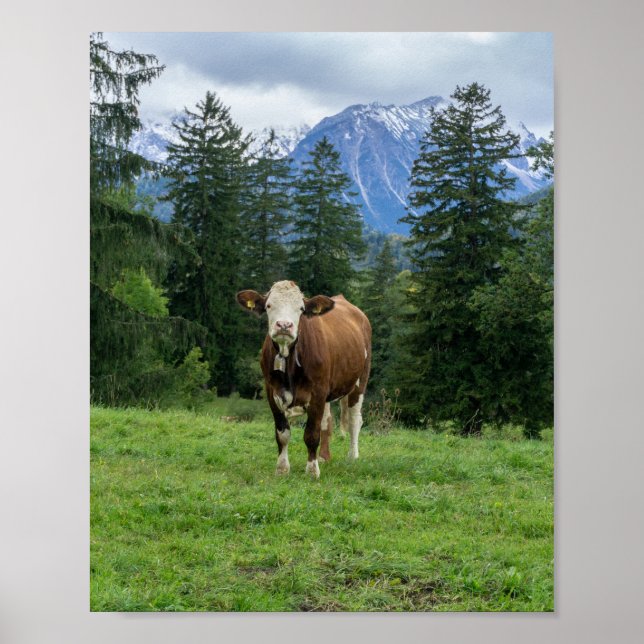 Poster Vache mignonne dans le pâturage, photographie, pla (Devant)