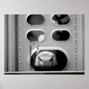 Poster Vache Noire & Blanc Poing Son Nez À Travers 16x20