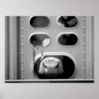 Poster Vache Noire & Blanc Poing Son Nez À Travers 16x20
