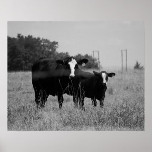 Poster Vache noire et blanche avec son veau 16x20