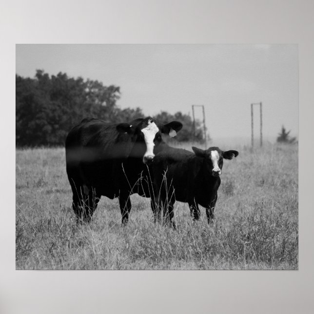 Poster Vache noire et blanche avec son veau 16x20 (Devant)