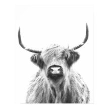 Vache noire et blanche des Highlands