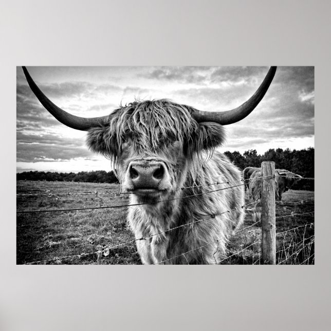 Poster Vache noire et blanche des Highlands (Devant)