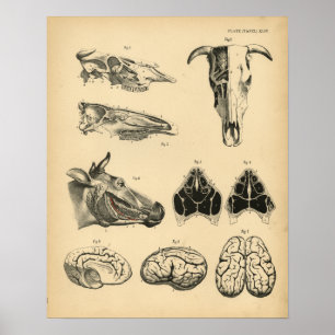 Poster Vache Ox Crâne Cerveau Anatomie 1908 Imprimer Vint