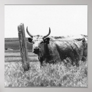 Poster Vache photo noire et blanche
