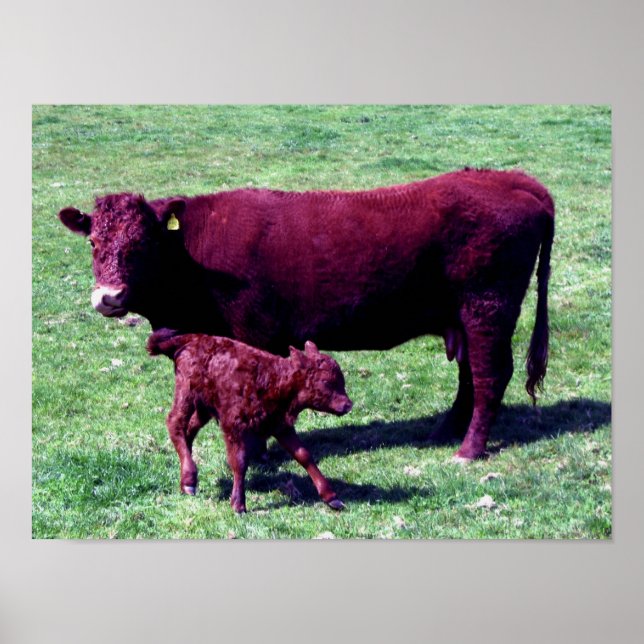 Poster Vache Rouge Du Devon Sud Et Jeune Veau (Devant)