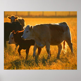 Poster Vaches au pâturage 2