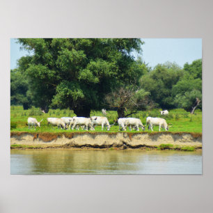 Poster Vaches blanches et rivière Danube