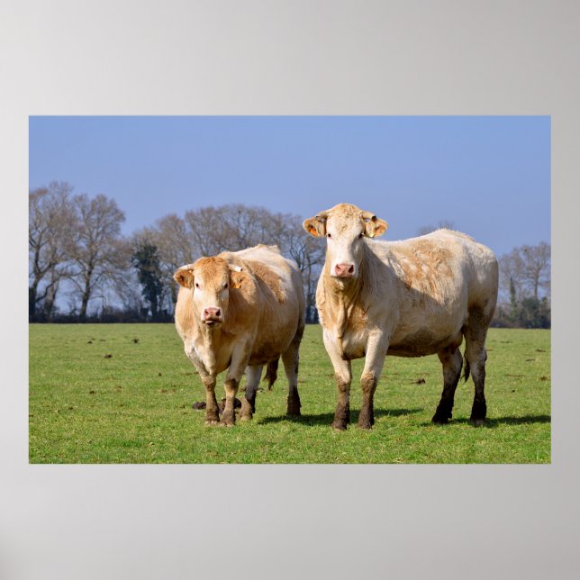 Poster Vaches dans le champ (Devant)