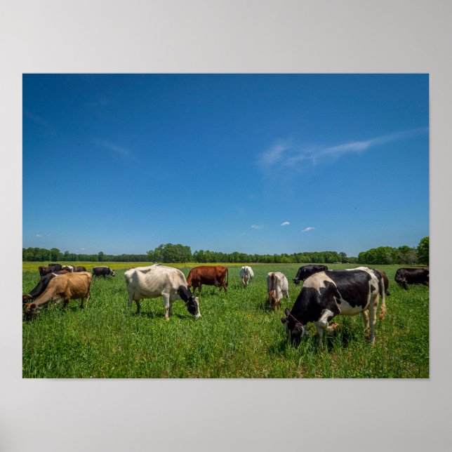 Poster Vaches dans un champ (Devant)