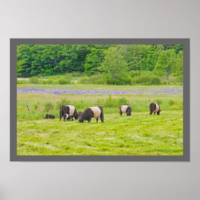 Poster Vaches de galloway ceinturées dans le pâturage Roc (Devant)