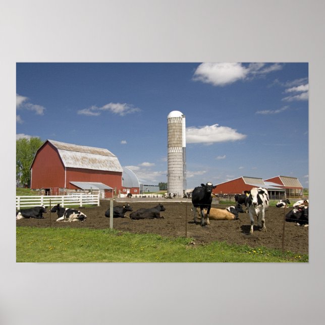 Poster Vaches devant une grange rouge et silo sur une fer (Devant)