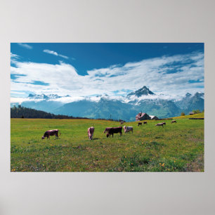 Poster Vaches joyeuses sur la ferme en Suisse
