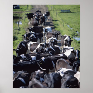 Poster Vaches laitières de Fresian, attendant la traite,