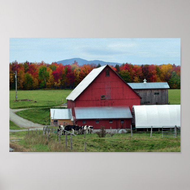 Poster Vaches laitières du Vermont à la grange (Devant)