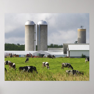 Poster Vaches laitières et ferme près du comté de Taylor