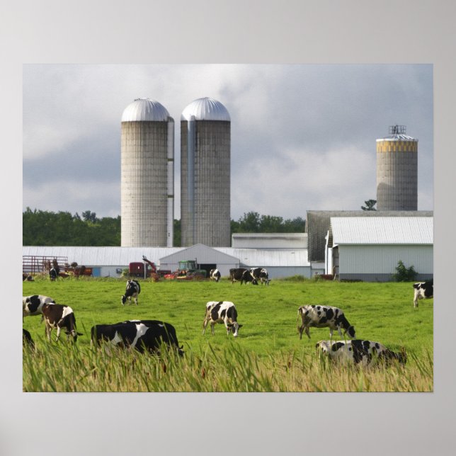 Poster Vaches laitières et ferme près du comté de Taylor (Devant)