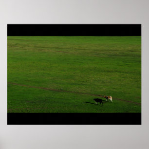 Poster Vaches sur un pâturage panoramique