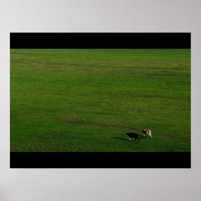 Poster Vaches sur un pâturage panoramique (Devant)