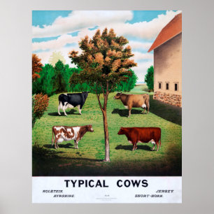 Poster Vaches typiques