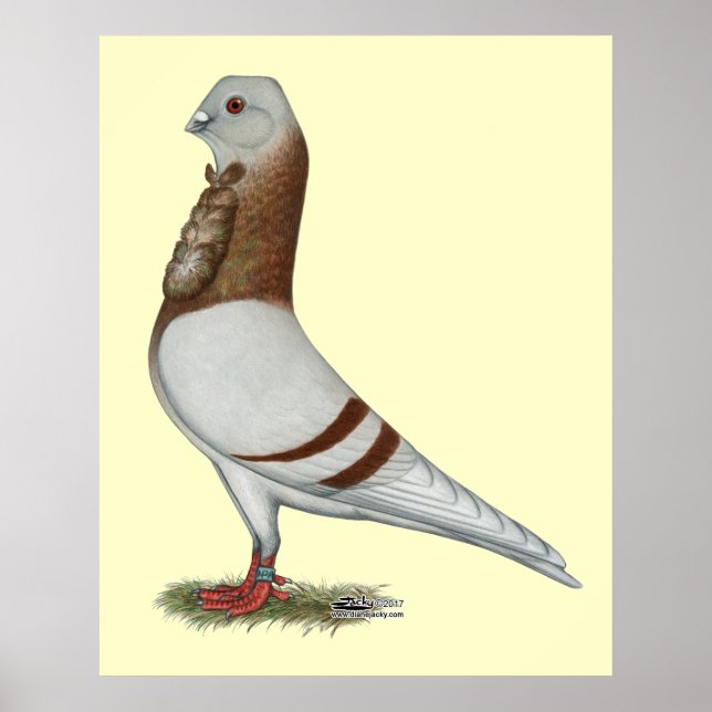 Poster Valencienne Figurita Pigeon (Devant)