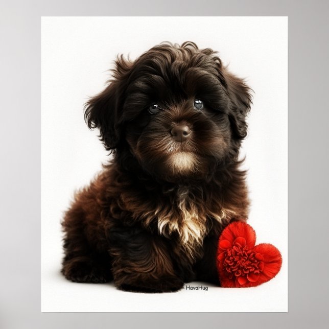 Poster Valentine la plus fine, Chiot Havanais au chocolat (Devant)
