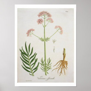 Poster Valerian from 'Phytographie Medicale' by Joseph Ro