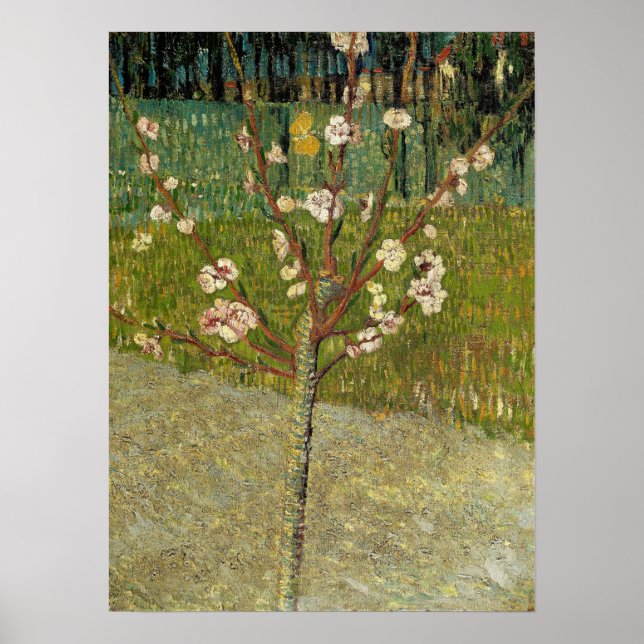 Poster Van Gogh - Amandiers En Fleur (Devant)