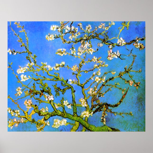 Poster Van Gogh : Branches florissantes d'amandes (Devant)