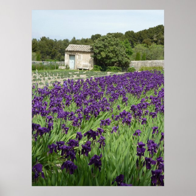 POSTER - Van Gogh Iris (Devant)