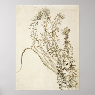 Poster Van Gogh - Tassel Hyacinth