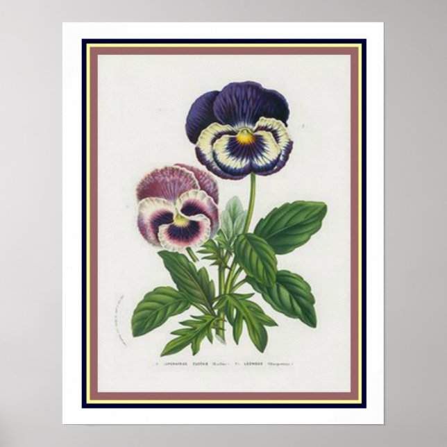 Poster Van Houtte 1845 Botanique "Pansy" Imprimer (Devant)
