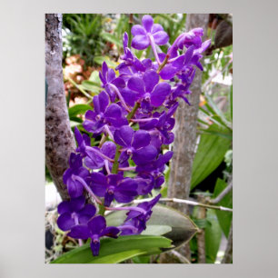 Poster Vanda Orchidées
